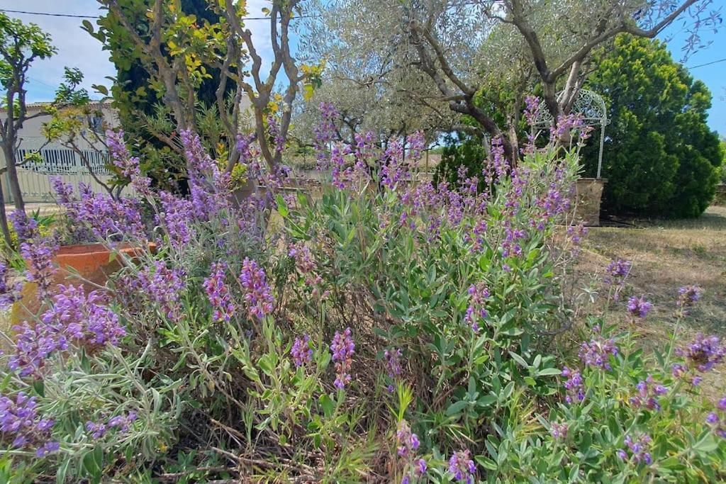 Les Oliviers * Orange (Vaucluse)